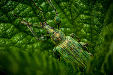 Close up from above on a camouflaged green beetle on a leaf