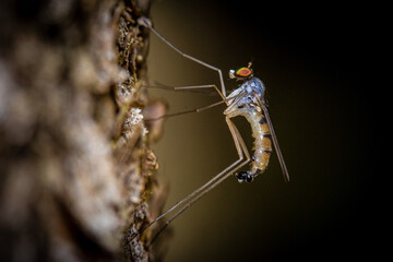Super macro male mosquito on brown wood