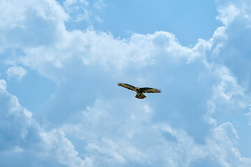 Large Buzzard floats in the blue sky with white clouds. Beautiful flying large bird of prey with wings spread. Wildlife the Netherlands