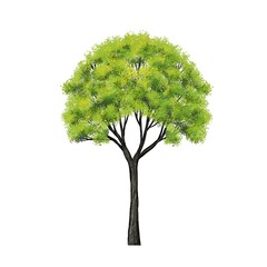 abstract watercolor tree side view isolated on white background  for landscape and architecture layout drawing, elements for environment and garden