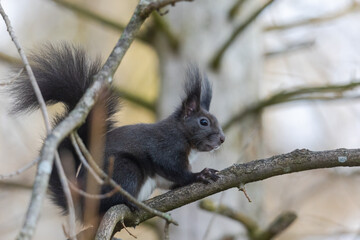 European brown squirrel in winter coat on a branch in the forest