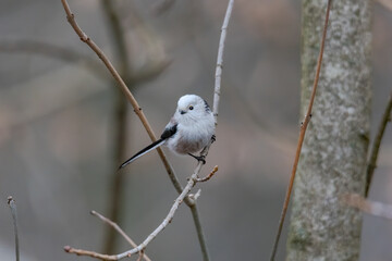A tail tit looking for food at a feeder hanging from a branch in the forest
