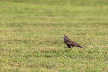 Buzzard on a mowed meadow