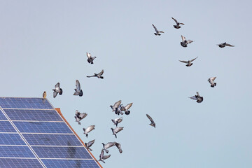 a flock of flying pigeons in front of a roof with solar panels on which a hawk is sitting - obrazy, fototapety, plakaty