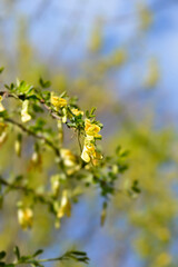 Chinese Pea Shrub