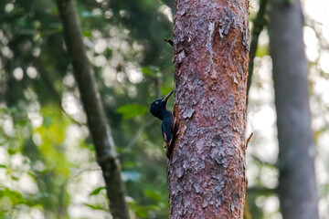 A black woodpecker sitting on the trunk of a pine tree