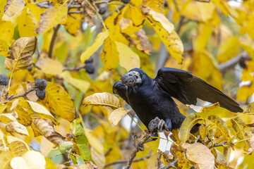 a raven crow sits in a walnut tree and steals nuts