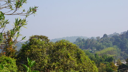 trees in the mountains