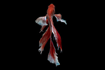 Fototapeta premium Betta fish, siamese fighting fish betta isolated on black background.