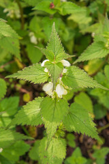 Die Taubnessel, Lamium album ähnelt stark der Brennessel. Sobald man jedoch ihre weißen Blüten erkennt, ist der Irrtum geklärt.