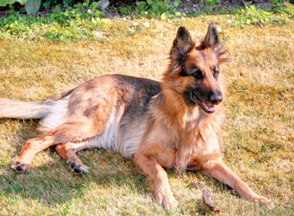 Beau chien berger allemand se reposant sur l'herbe - obrazy, fototapety, plakaty