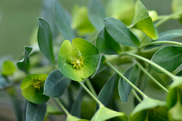 Wulfens spurge