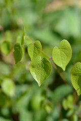 Alpine barrenwort