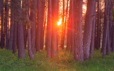 Magic evening red light in the forest with sun rays.