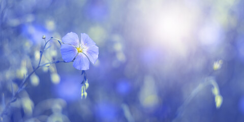Fototapeta na wymiar Blue flax flowers on a blue toned background in sunlight. Beautiful dreamy floral art banner. Selective soft focus.