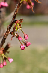 Japanese flowering cherry Kanzan