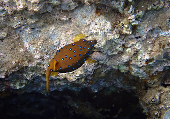 Blue spotted cube trunk-fish (Ostracion cubicus) inhabits coral reefs of the Red Sea, it belongs to the family Ostraciidae. It lives among rocks and algae in shallow water   