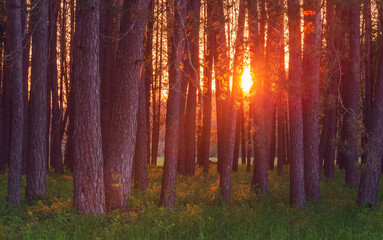 Magic evening red light in the forest with sun rays.