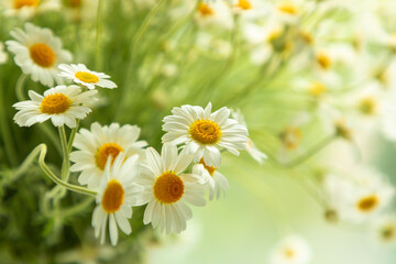 Chamomile flowers. Camomile in nature. Soft focus.