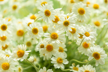 Fototapeta premium Chamomile flowers. Camomile in nature. Soft focus.