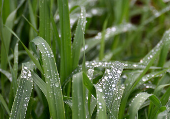 Fresh dewdrops on green grass