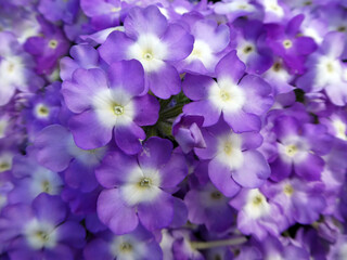 Many  flowers violet color with white center part