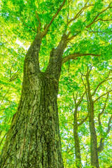 Naklejka premium green tree in the forest
