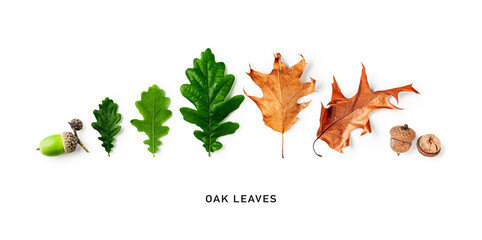 Oak leaves and acorns creative banner.