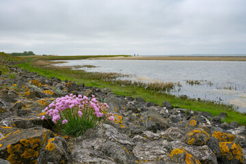 flowers on the beach at the northsea coast near Bensersiel