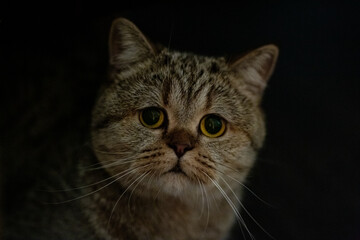 gray-silver shorthair adult marbled cat Scottish Straight