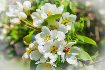 A ladybug sits on a blossoming branch of an apple tree. The apple tree blooms in spring with white flowers