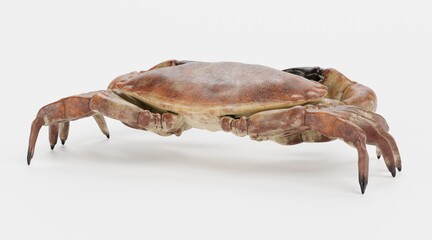Realistic 3D Render of Edible Crab