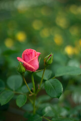 Obraz premium 薔薇