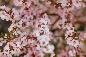 Blooming apple tree in spring time.