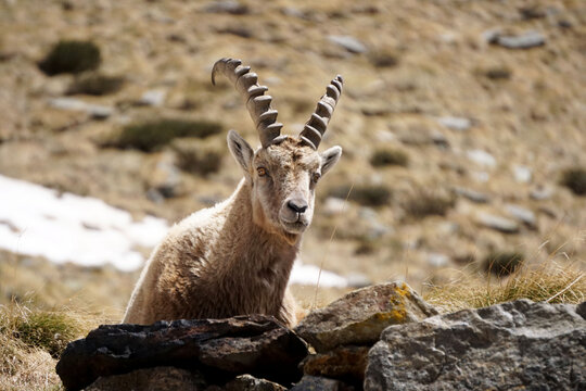 Stambecchi in alta quota sulle Alpi italiane