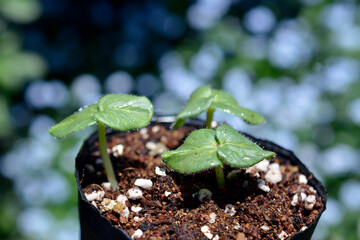 忘れな草の季節のオクラの芽。苗。野菜、家庭菜園、畑イメージ素材