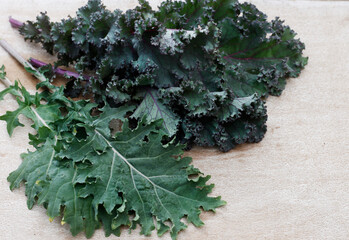 kale mix. Russian and scarlet kale