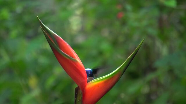 A cute white-necked Jacobin colibri bird (Florisuga mellivora, a large and attractive hummingbird) feeding on a flower of Etlingera elatior while in flight.
