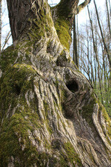 An old thick moss-covered tree with a hollow in the sun. Forest bark background
