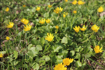 Obraz premium Green grass strewn with yellow flowers. Spring summer background