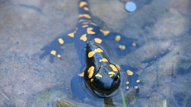 Salamander stuck in cold water. Close up view of small amphibian. Lizard in cold stream. Close up, macro view of small animal. Static shot, real time, shallow depth of field