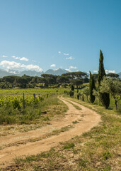 Winding track in vineyard in Corsica