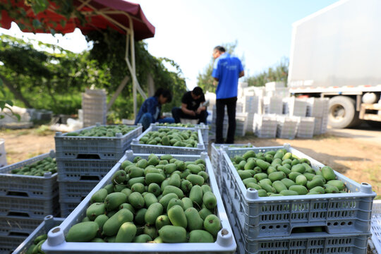 Farmers Sift Soft Jujube Kiwifruit On The Farm