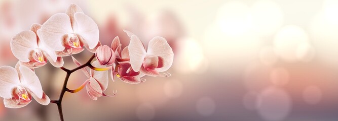 Summer blooming orchids with bokeh background, pastel and soft colors