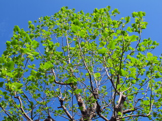 春の公園の新緑のユリノキ風景