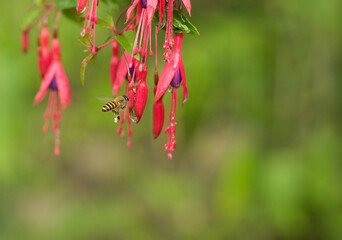Honey bee collecting pollen on flowers.