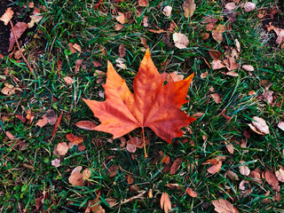 red maple leaves