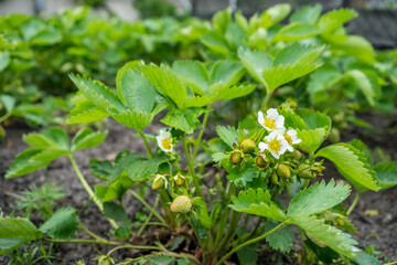 Organic strawberry plants in spring