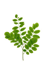 Acacia branch with leaves isolated on white background. Robinia pseudoacacia twig.