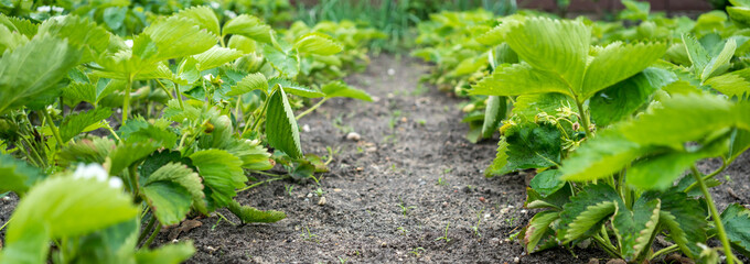 Organic strawberry plants in spring